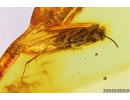 Nice Caddisfly Trichoptera with Fungi on head! Fossil insect Baltic amber #9660