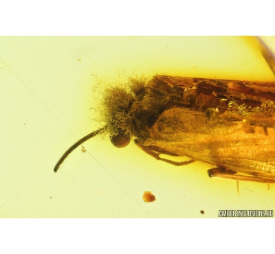 Nice Caddisfly Trichoptera with Fungi on head! Fossil insect Baltic amber #9660