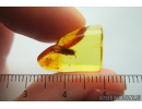 Nice Caddisfly Trichoptera with Fungi on head! Fossil insect Baltic amber #9660