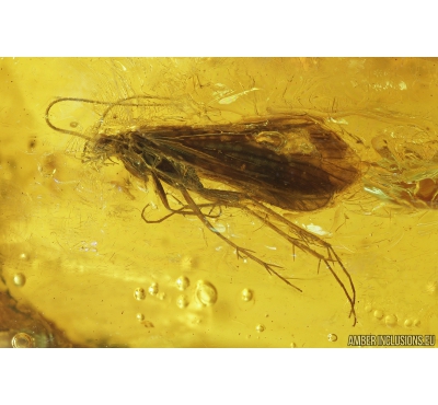Big 12mm! Caddisfly Trichoptera Fossil insect in Baltic amber #9661