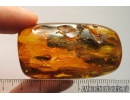 Big 12mm! Caddisfly Trichoptera Fossil insect in Baltic amber #9661