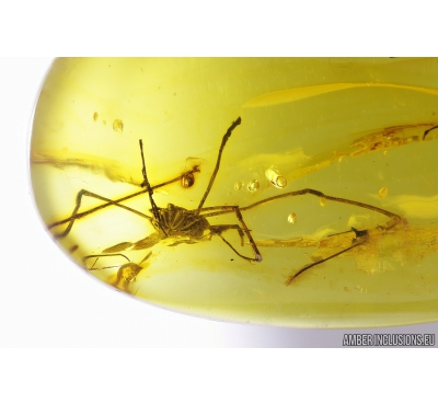 Harvestman Opiliones. Fossil inclusion in Baltic amber #9664