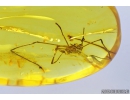 Harvestman Opiliones. Fossil inclusion in Baltic amber #9664