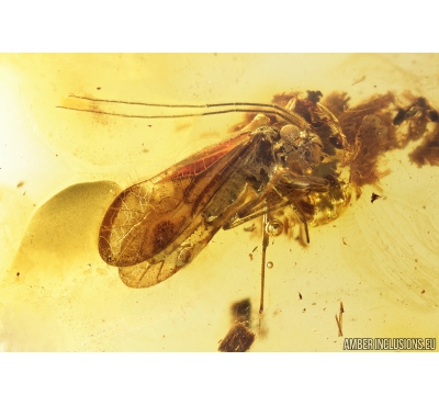 Psocid, Psocoptera. Fossil insect in Baltic amber #9671