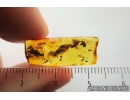 Psocid, Psocoptera. Fossil insect in Baltic amber #9671