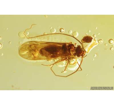 Nice Psocid, Psocoptera. Fossil insect in Baltic amber #9672