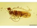 Nice Psocid, Psocoptera. Fossil insect in Baltic amber #9672