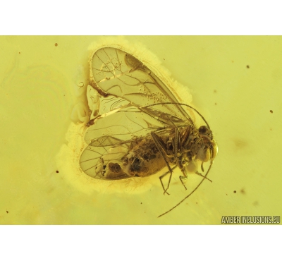Nice Psocid, Psocoptera and True Midges Chironomidae. Fossil insects in Baltic amber #9673