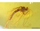 Nice Psocid, Psocoptera and True Midges Chironomidae. Fossil insects in Baltic amber #9673