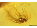 Nice Psocid, Psocoptera and True Midges Chironomidae. Fossil insects in Baltic amber #9673