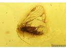 Nice Psocid, Psocoptera and True Midges Chironomidae. Fossil insects in Baltic amber #9673