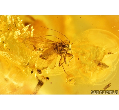 Psocid, Psocoptera and Aphid Aphididae . Fossil insects in Baltic amber #9674