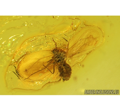 Whitefly Aleyrodidae. Fossil insect in Baltic amber #9675