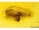 Whitefly Aleyrodidae. Fossil insect in Baltic amber #9675