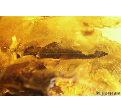 Flower and Leaf with larvae. Fossil inclusions in Baltic amber #9676