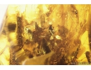 Flower and Leaf with larvae. Fossil inclusions in Baltic amber #9676