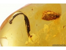 Leaf and Bud. Fossil inclusions in Baltic amber #9678