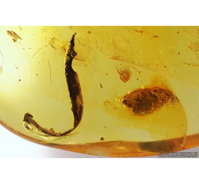 Leaf and Bud. Fossil inclusions in Baltic amber #9678