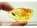 Very nice 10mm Leaf and Rare Plant. Fossil inclusions in Baltic amber #9680