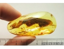 Rare Big 34mm! Dragonfly Wing Odonata. Fossil inclusion Ukrainian Rovno amber stone #9683