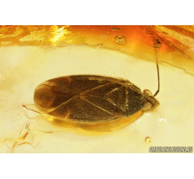 True Bug, Miridae Fossil inclusion in Baltic amber #9684