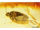 True Bug, Miridae Fossil inclusion in Baltic amber #9684
