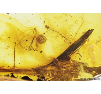 Rare Assassin Bug Reduviidae and Leaf. Fossil inclusions in Baltic amber stone #9685