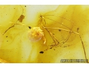 Rare Assassin Bug Reduviidae and Leaf. Fossil inclusions in Baltic amber stone #9685