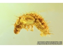 Very Nice Beetle Larva Coleoptera Fossil insect in Baltic amber #9691