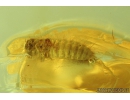 Nice Beetle larva, Probably Skin beetle Dermestidae. Fossil insects in Baltic amber #9692