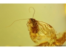 Two Nice Rare Coccid Larvae Coccoidea and Psocid Psocoptera. Fossil insects in Baltic amber #9693