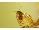 Two Nice Rare Coccid Nymphs Coccoidea and Psocid Psocoptera. Fossil insects in Baltic amber #9693