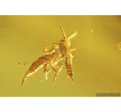 Two Nice Rare Coccid Larvae Coccoidea and Psocid Psocoptera. Fossil insects in Baltic amber #9693