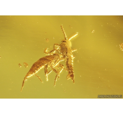 Two Nice Rare Coccid Nymphs Coccoidea and Psocid Psocoptera. Fossil insects in Baltic amber #9693