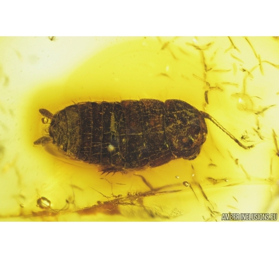 Cockroach Blattaria, Braconidae Wasp and Gnat. Fossil insects in Baltic amber #9695