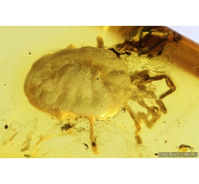 Big 4mm Mite Acari. Fossil insect in Baltic amber #9697