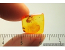 Big 4mm Mite Acari. Fossil insect in Baltic amber #9697
