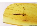 Mammalian hair and Plant. Fossil inclusions in Baltic amber #9698