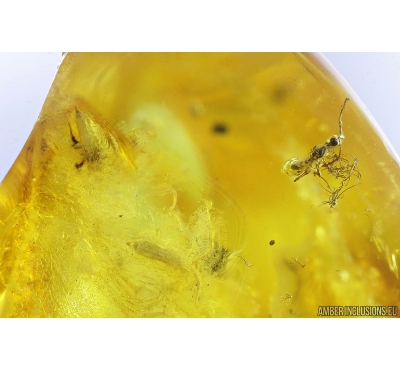 Two Springtails Collembola Mite Acari and Ant Hymenoptera. Fossil inclusions Baltic amber #9699