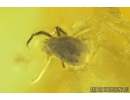 Two Springtails Collembola Mite Acari and Ant Hymenoptera. Fossil inclusions Baltic amber #9699