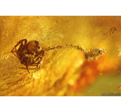 Spider Araneae, Springtail Collembola and Fungus Gnat Mycetophilidae. Fossil inclusions Baltic amber #9702