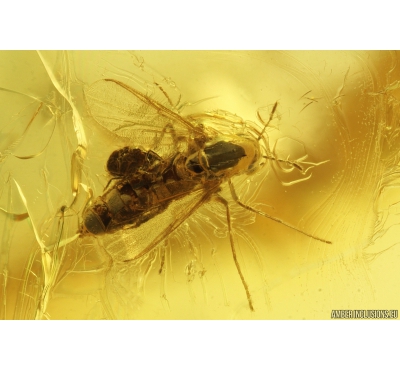 True Midges Chironomidae with Mite Acari, Crane fly Limoniidae Cheilotrichia and Flower Fragments. Fossil amber Inclusions Baltic amber #9705