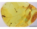 True Midges Chironomidae with Mite Acari, Crane fly Limoniidae Cheilotrichia and Flower Fragments. Fossil amber Inclusions Baltic amber #9705