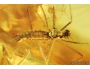 True Midges Chironomidae with Mite Acari, Crane fly Limoniidae Cheilotrichia and Flower Fragments. Fossil amber Inclusions Baltic amber #9705