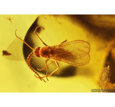 Dark-Winged fungus gnat Sciaridae, Cicadomorpha Cicadeilidae nymph and More. Fossil inclusions in Baltic amber #9707