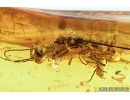 Rare Large Wasp Hymenoptera Aulacidae. Fossil insect in Baltic amber #9734