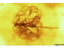 Cryptinae Wasp, Braconidae Wasp and More. Fossil inclusions Baltic amber #9741
