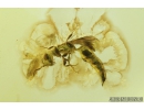 Nice Flat Wasp Bethylidae. Fossil inclusion in Baltic amber #9758