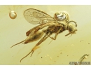 Rare Wasp Hymenoptera Mutillidae. Fossil insect in Baltic amber #9764