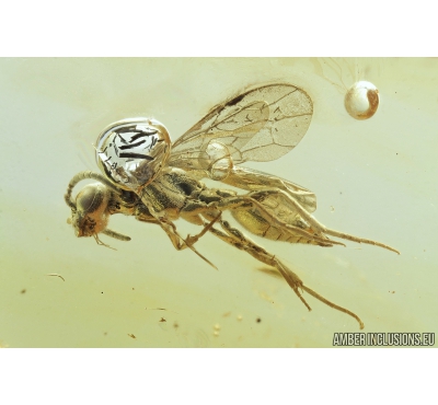 Rare Wasp Hymenoptera Mutillidae. Fossil insect in Baltic amber #9764